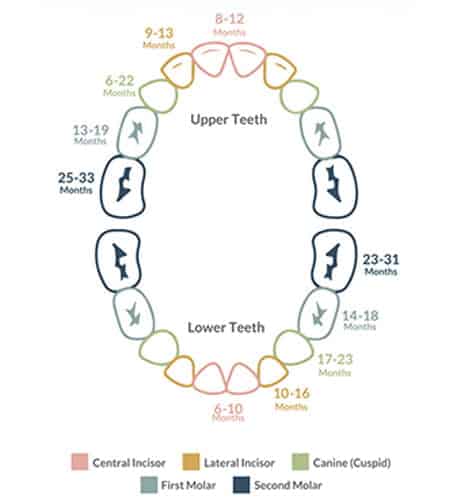 Average time of teeth growth in children