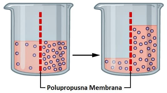 Demonstracija Osmoze pomocu gumenih bombona - Osmoza