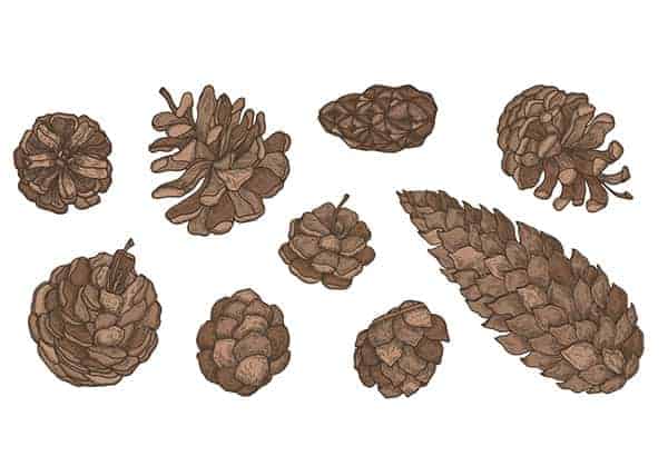 Different types of pinecones