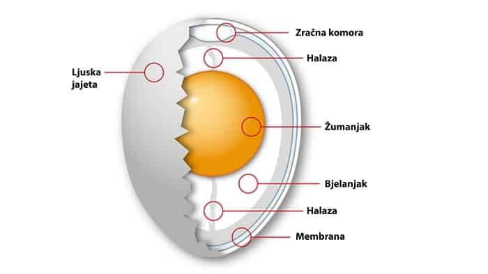Dijelovi jajeta - anatomija jajeta