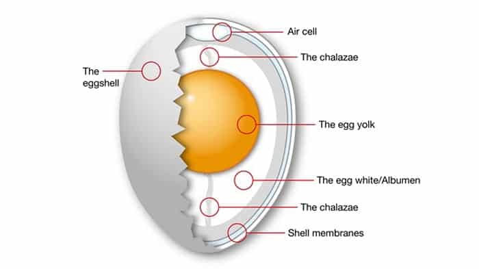 Parts of an egg - anatomy of an egg