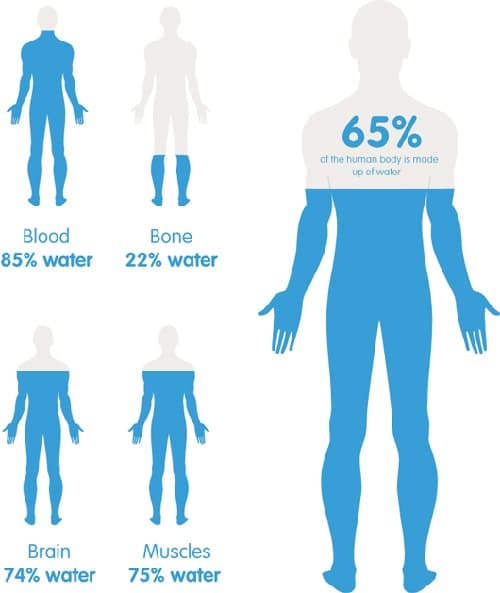 Water in the body