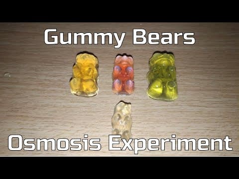Thumbnail for: Gummy Bear Osmosis Experiment