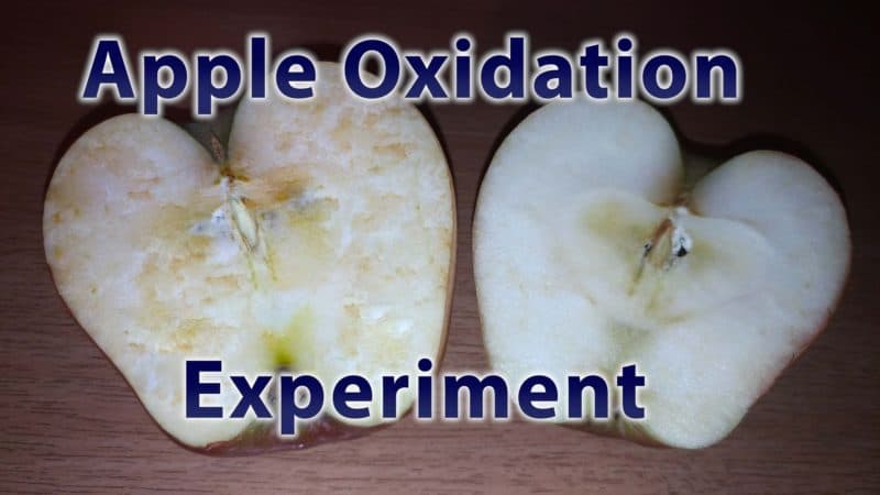 Apple oxidation experiment