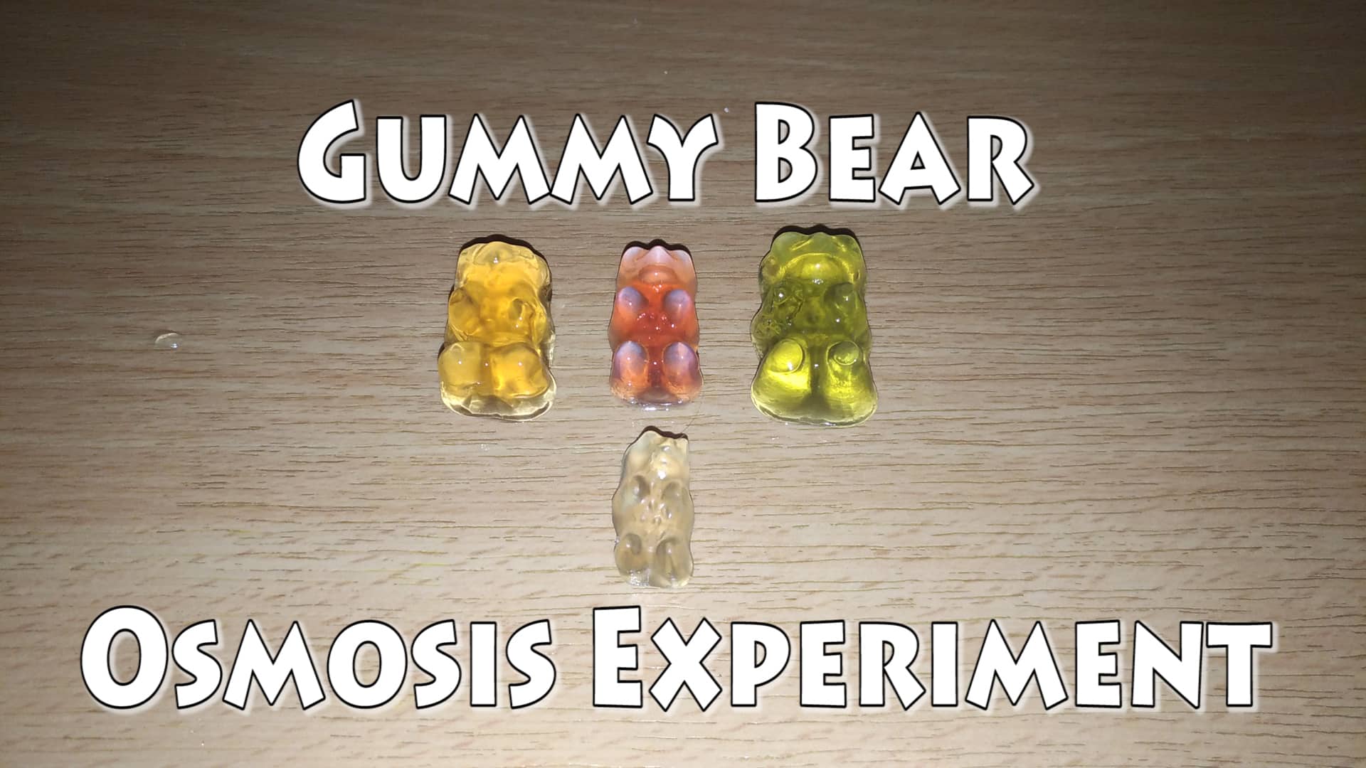 Gummy Bear Osmosis Experiment