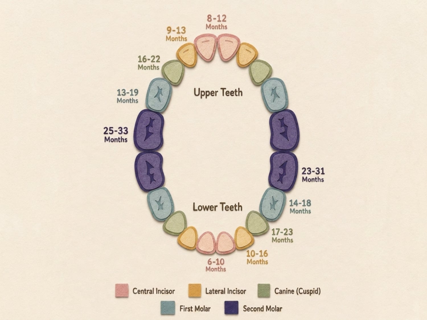 Papercut diagram of upper and lower baby teeth labelled with average eruption ages in months, from central incisors to second molars