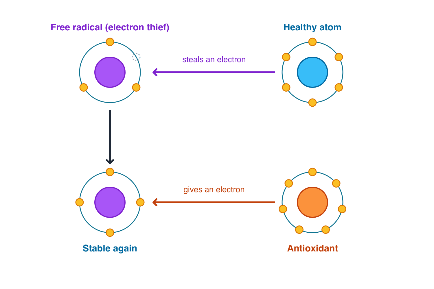 A free radical steals an electron from a healthy atom; an antioxidant donates an electron and makes it stable again