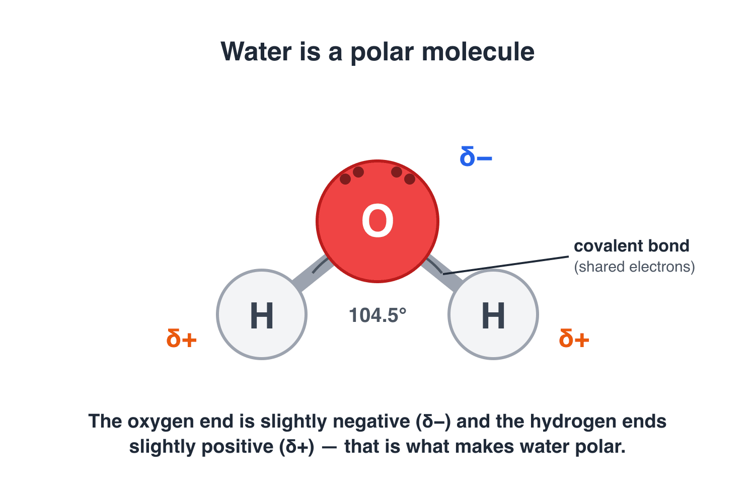 Diagram of a water molecule: a red oxygen atom bonded to two hydrogen atoms at a 104.5 degree angle, with the oxygen end marked slightly negative and the hydrogen ends slightly positive