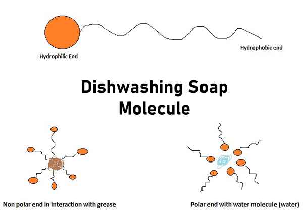 How to Make Colorful Milk Polarity Experiment - Dishwashing soap molecule