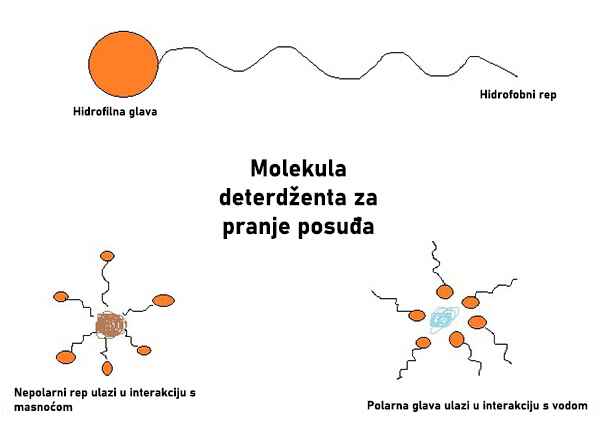 Kako učiti o polaritetu koristeći mlijeko i boje - Molekula deterdženta za pranje suđa