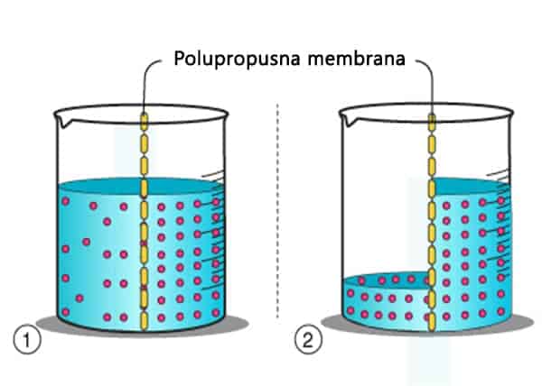 Što je polupropusna membrana i kako funkcionira