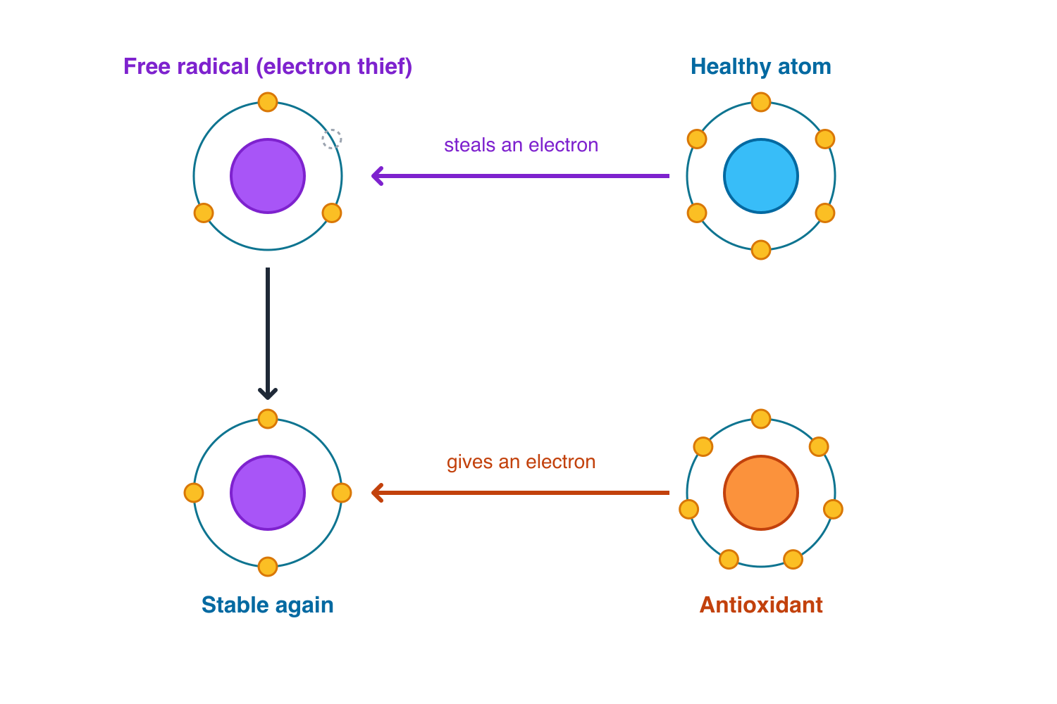 A free radical steals an electron from a healthy atom; an antioxidant donates an electron and makes it stable again