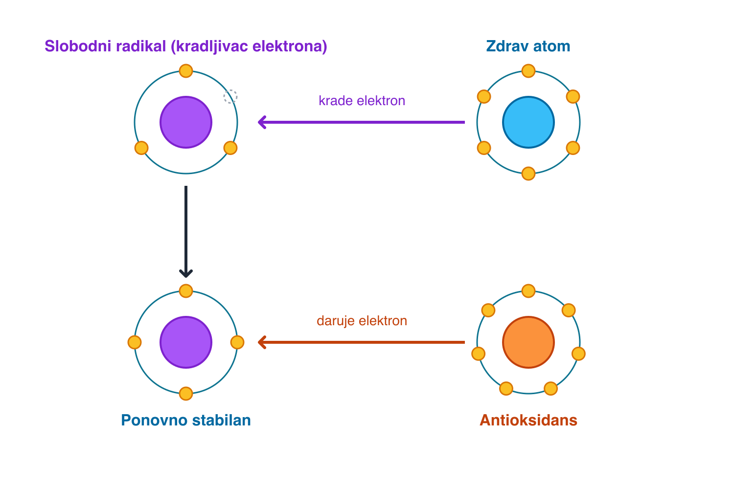 Slobodni radikal krade elektron zdravom atomu; antioksidans daruje elektron i čini ga ponovno stabilnim