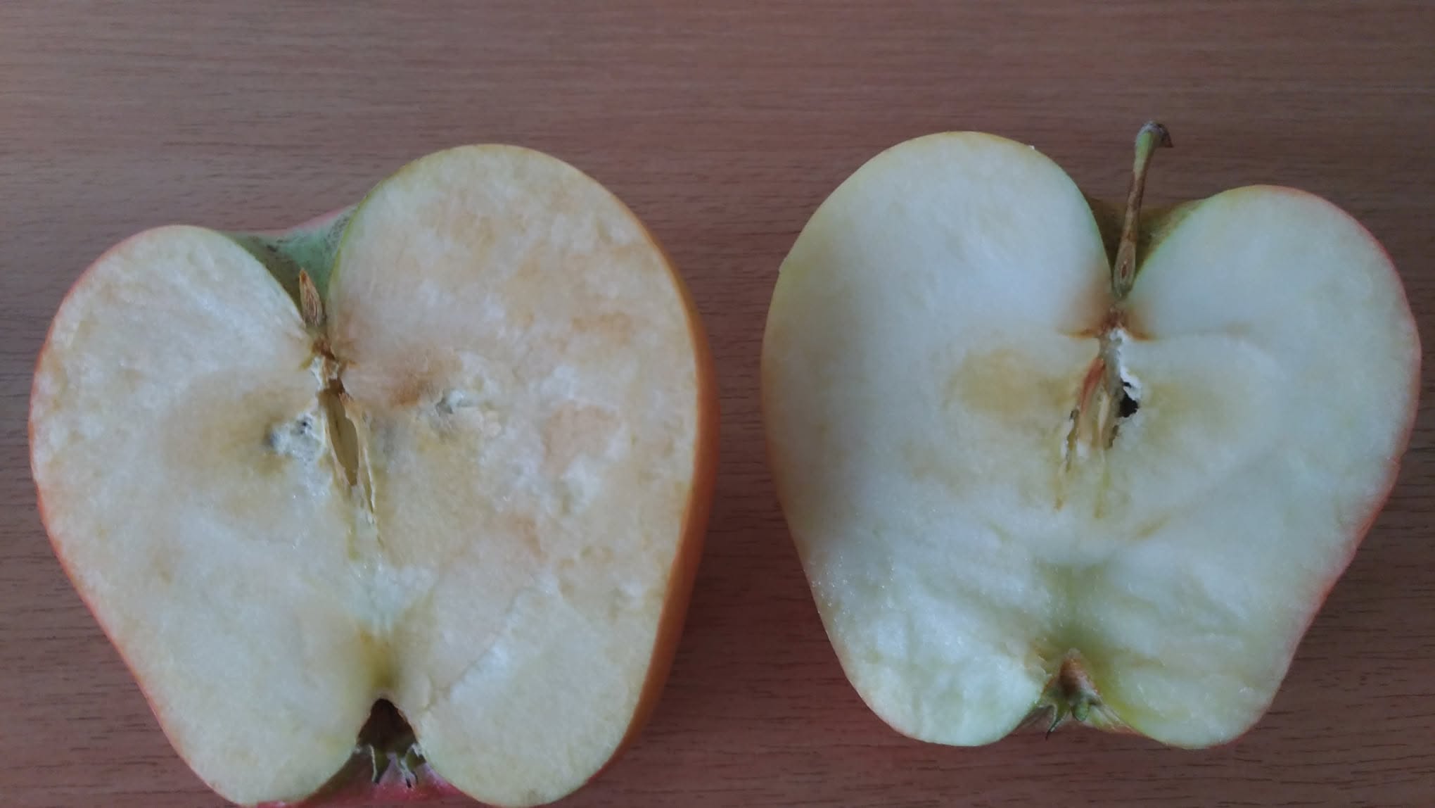 Apple oxidation experiment