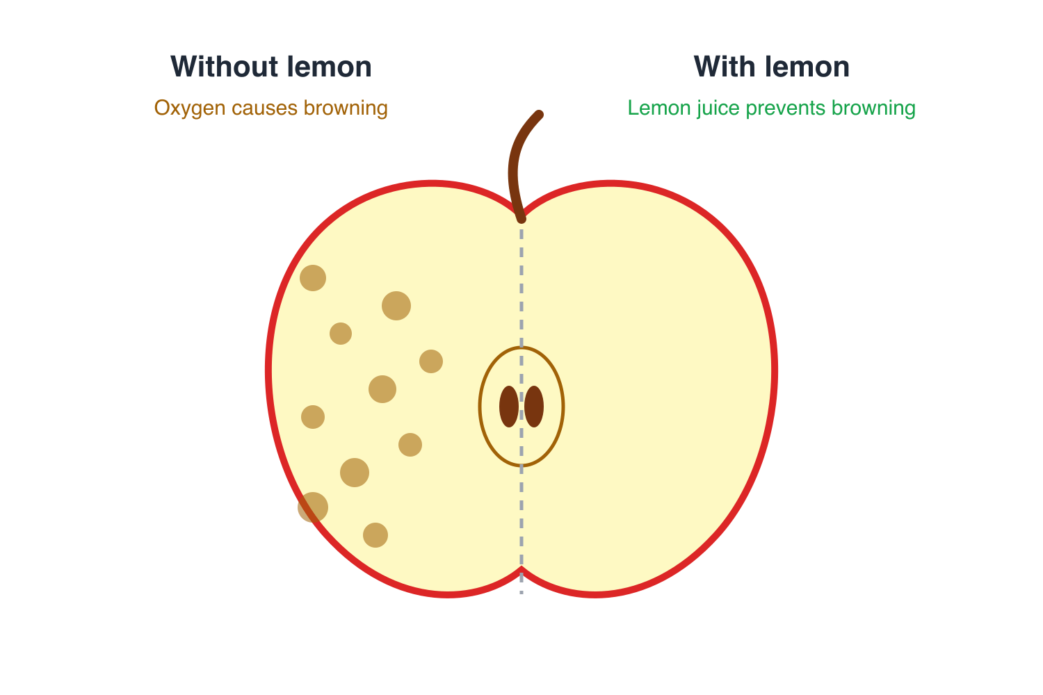 Apple cross-section: the half without lemon juice browns from oxygen, the half with lemon juice stays fresh