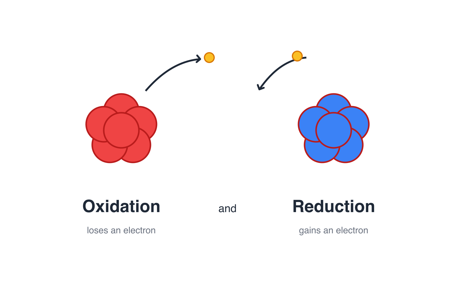 Oxidation: a molecule loses an electron; Reduction: a molecule gains an electron