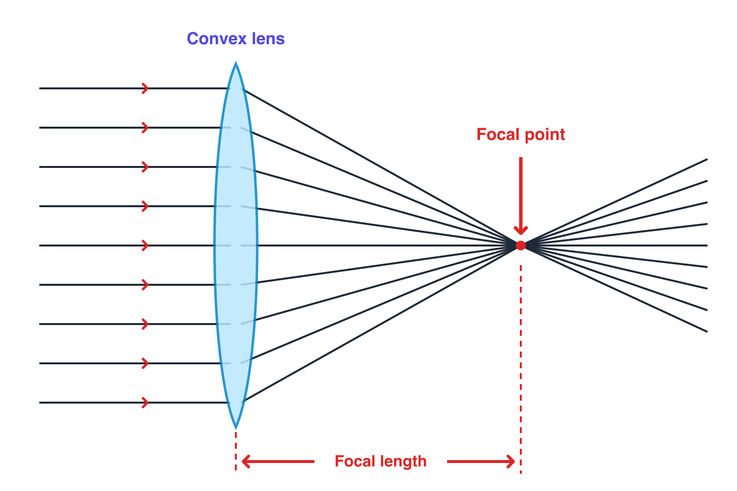 Parallel light rays bend through a convex lens, converge at the focal point, and cross over