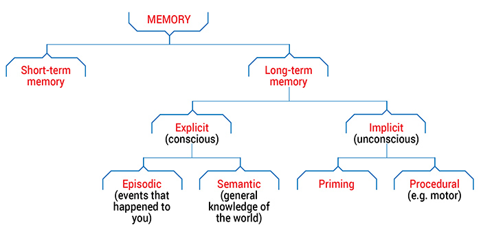 [DIAGRAM] Human Memory Diagram - MYDIAGRAM.ONLINE